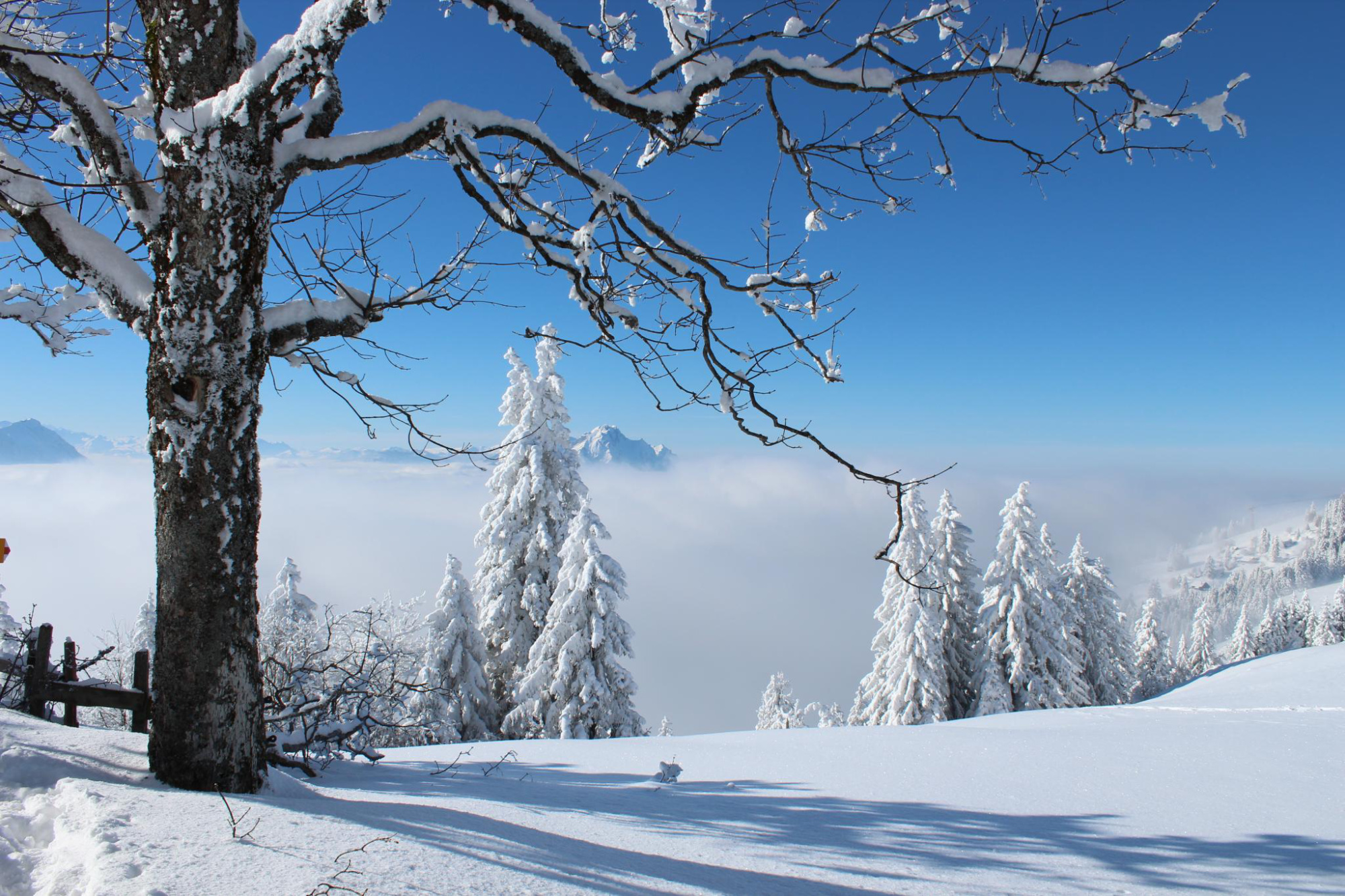 Rigi First Rundweg Rigi First Rundweg