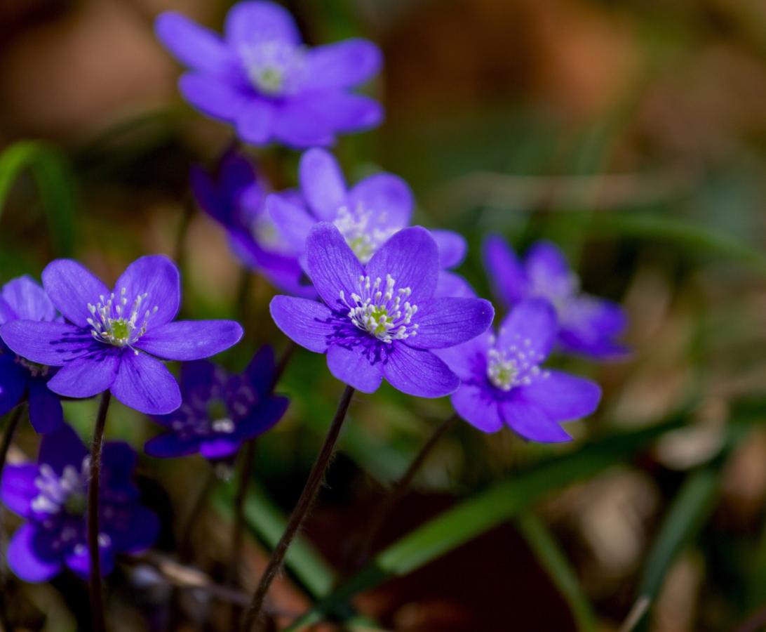 Frühling